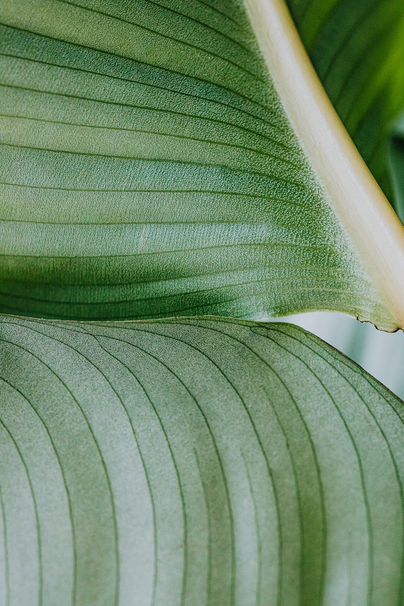 Two leaves symbolizing personal space