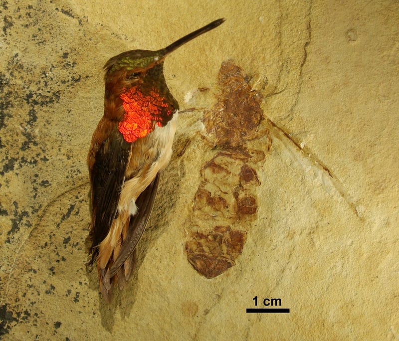 Ancient ant migration paths