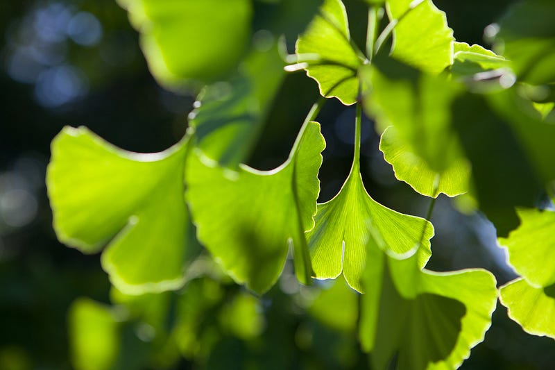 Ginkgo Biloba supplement claims