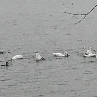 Tundra Swans on Conesus Lake