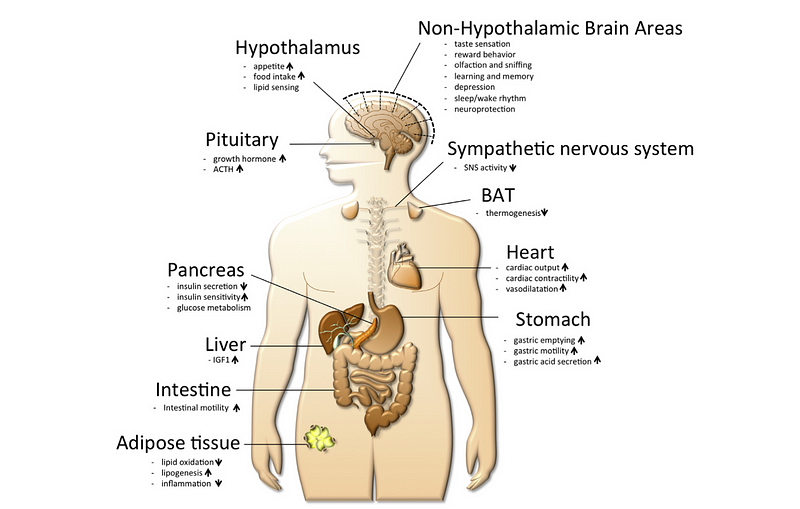 Illustration of Ghrelin's role in hunger regulation