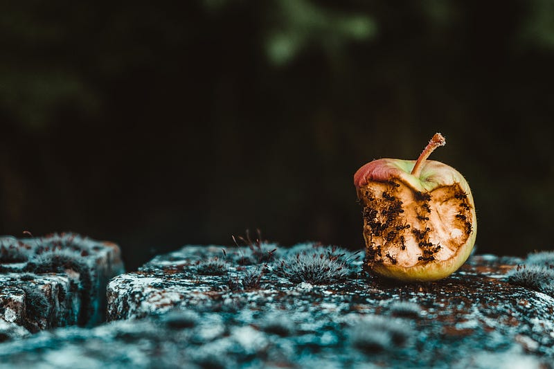 Ants - A surprising snack with fruity flavor