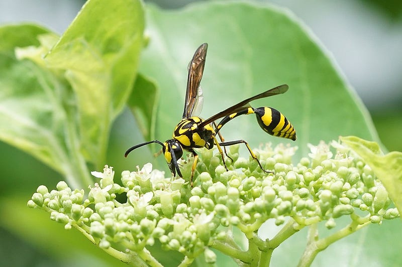 Male wasp defending itself using its genital spikes