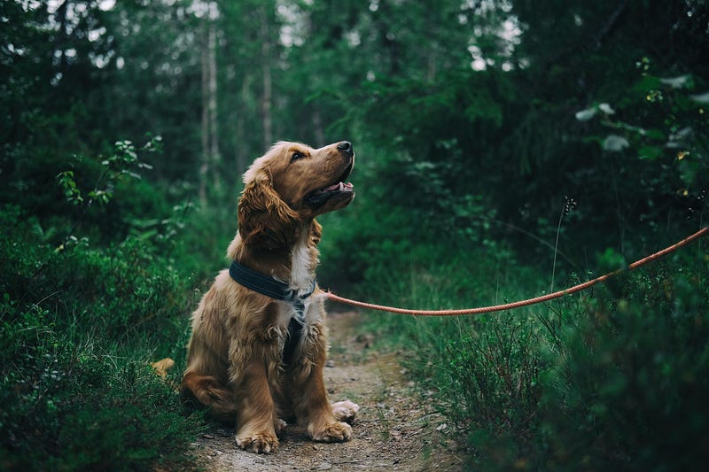 Dog exploring its environment