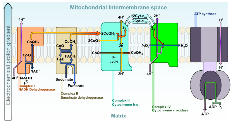 Diagram of the electron transport chain in mitochondria