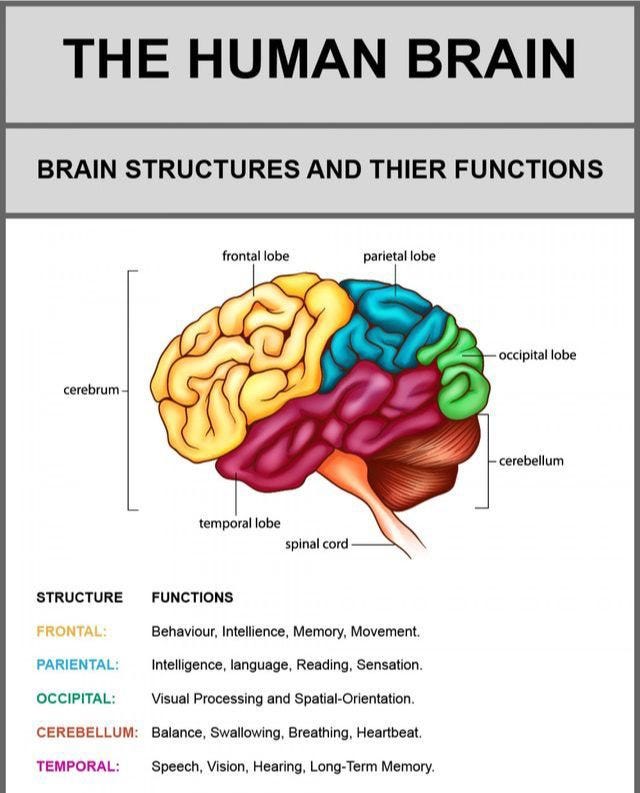 Detailed diagram of the human brain