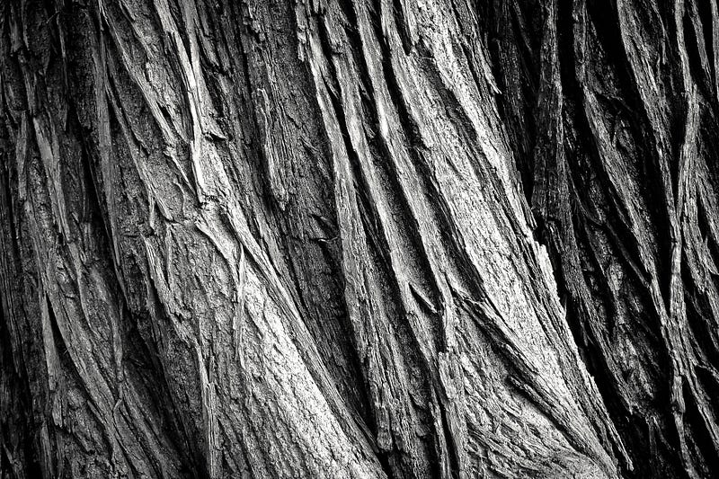 The majestic Gran Abuelo tree in Alerce Costero National Park