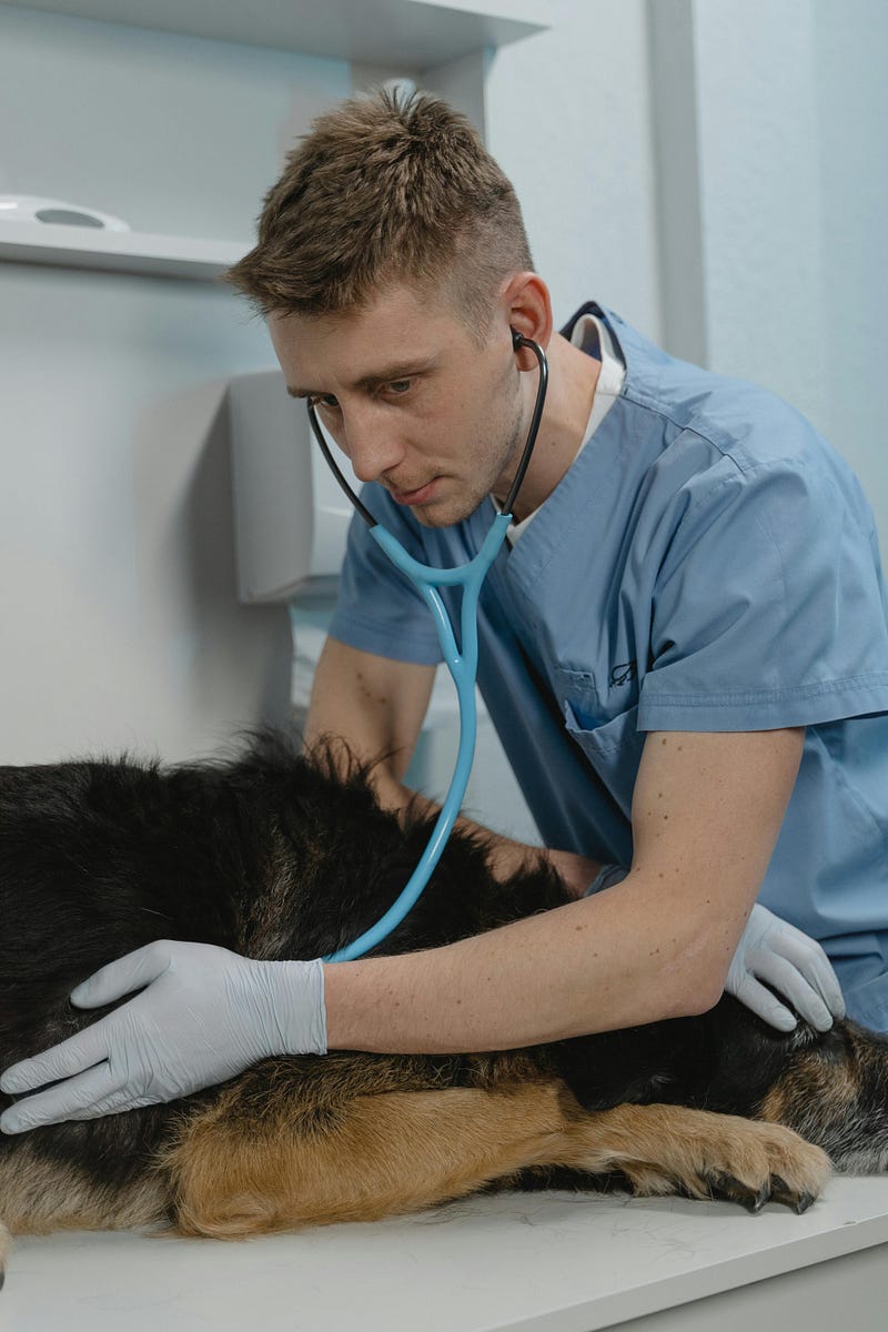 Symptoms of respiratory illness in dogs