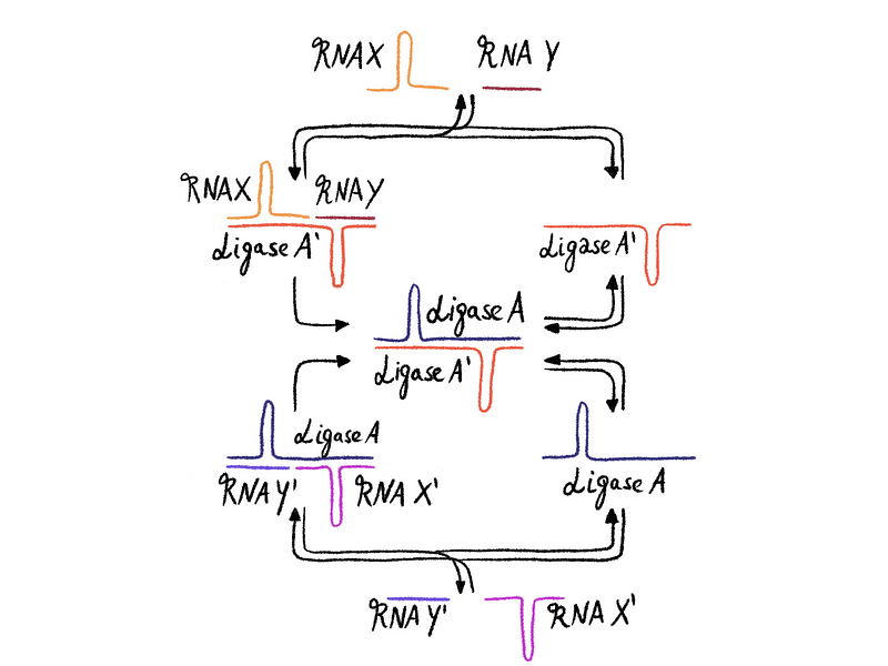 Schematic representation of self-replicating RNA enzymes