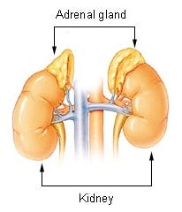 Adrenal glands above the kidneys.