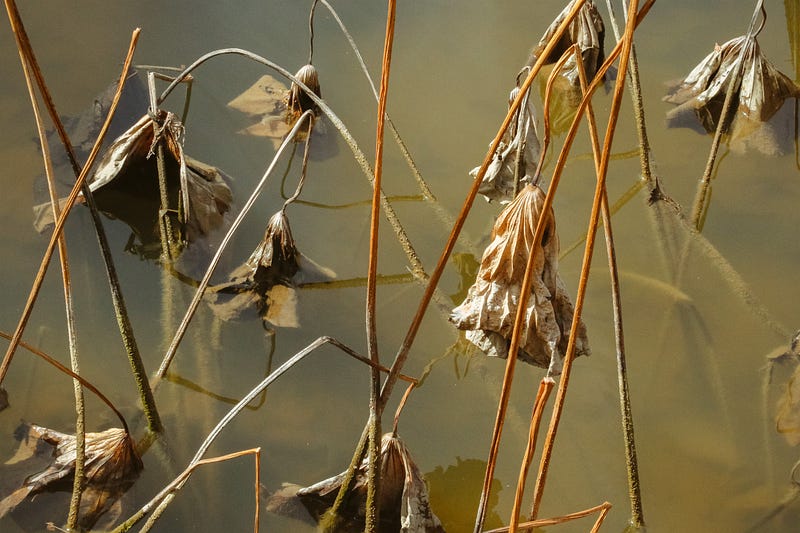 Fertilizers from natural sources