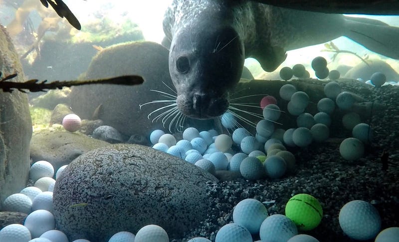 Collection of golf balls from the ocean