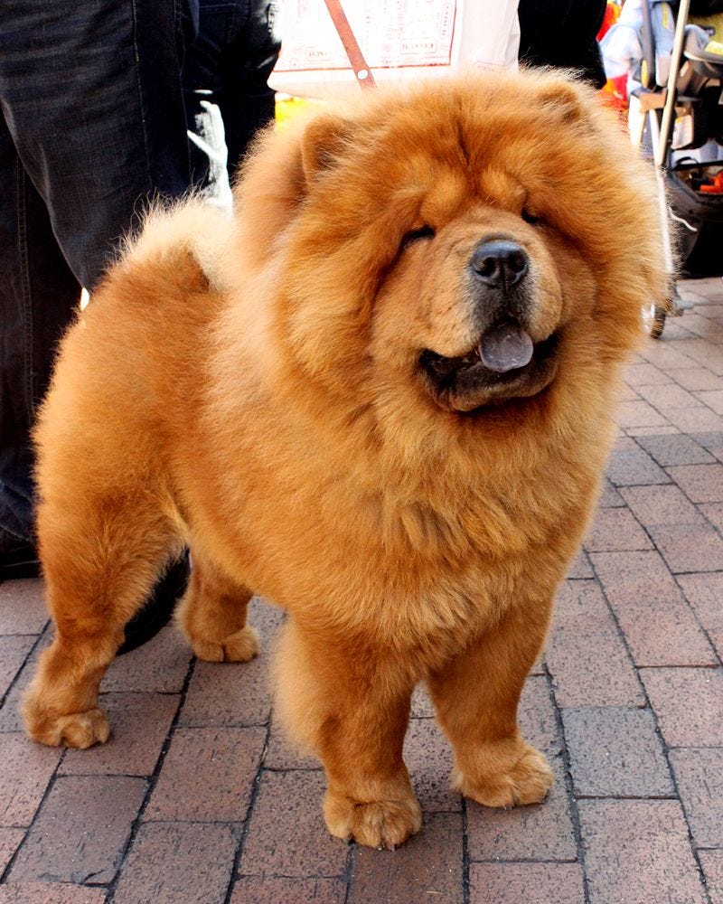 Chow Chows, the comforting companions of my childhood.