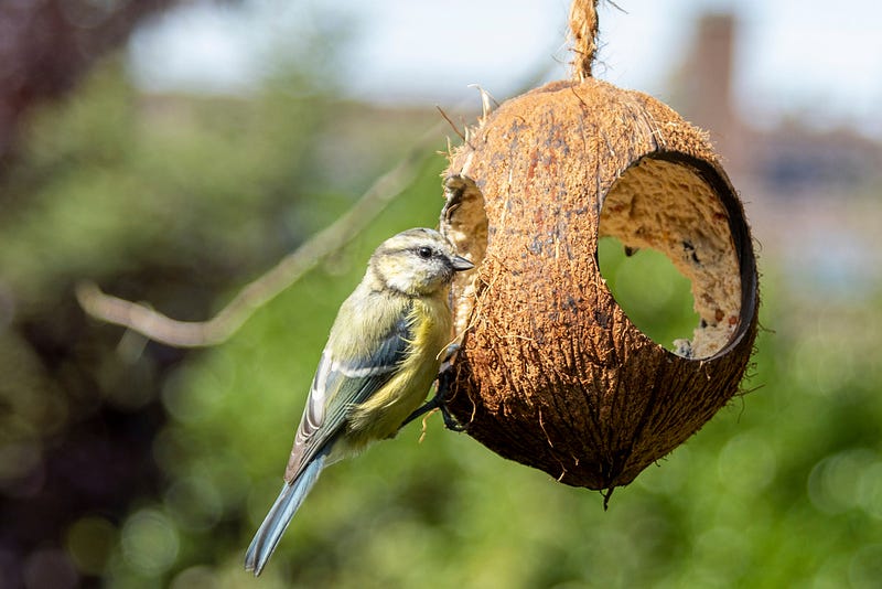 Coconut husk serving as a bird feeder