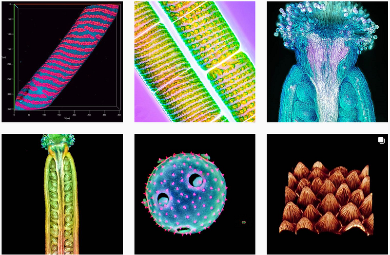 Plant anther releasing pollen grains