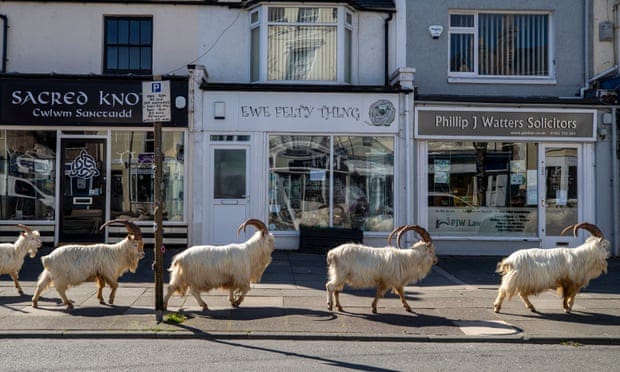 Goats enjoying the tranquility of Llandudno