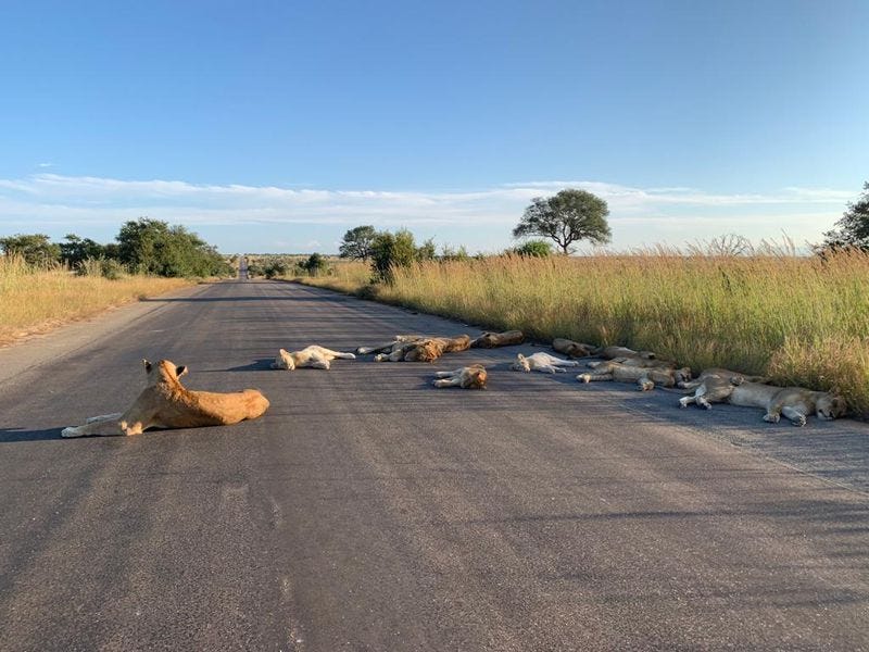 Lions relaxing on a deserted road