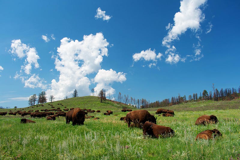 Bison grazing in Yellowstone National Park