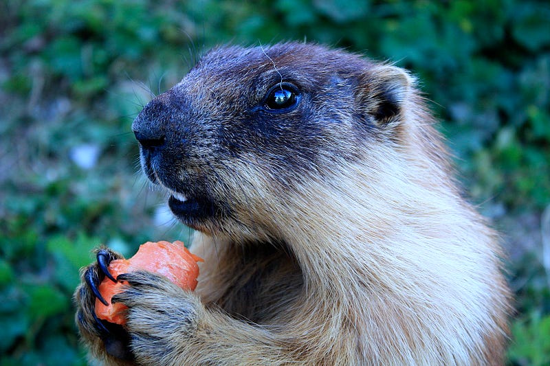 Tarbagan marmot, a source of infection